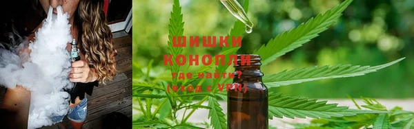 прущие грибы Гусиноозёрск